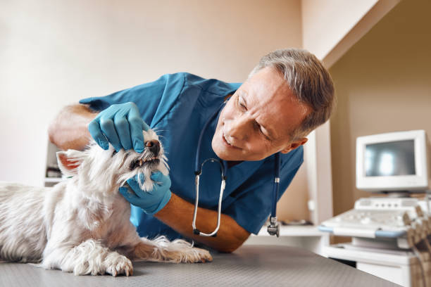 Best Walk-In Emergency Dental Services in Jewett City, CT